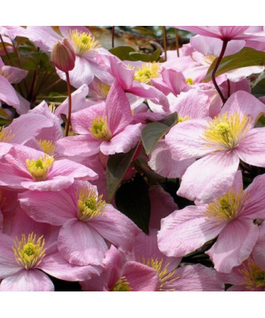 Clematis Montana Rubens (botanisch) GÓRSKI P9/C1