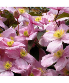 Clematis Montana Rubens (botanisch) GÓRSKI P9/C1