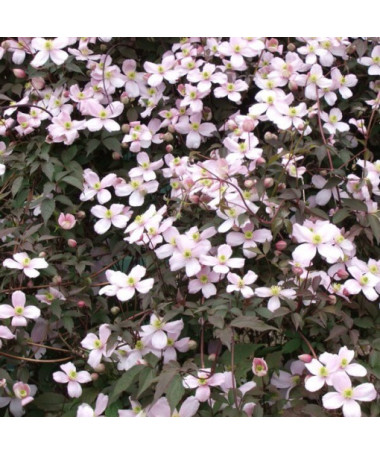 Clematis Montana Rubens (botanisch) GÓRSKI P9/C1