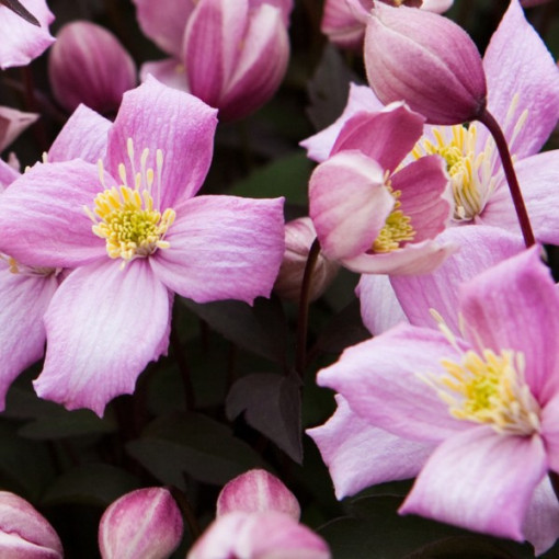 Clematis Montana Rubens (botanisch) GÓRSKI P9/C1