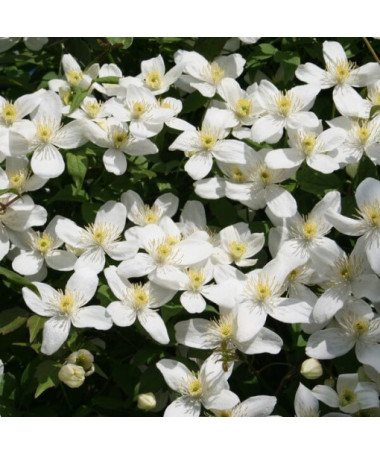 Clematis Montana Grandiflora (Berg) P9/C1