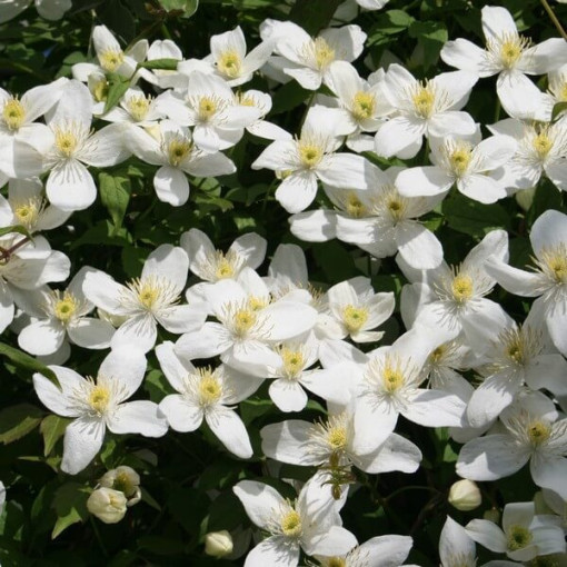 Clematis Montana Grandiflora (Berg) P9/C1