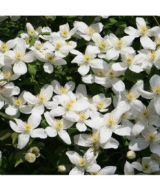 Clematis Montana Grandiflora (Berg) P9/C1