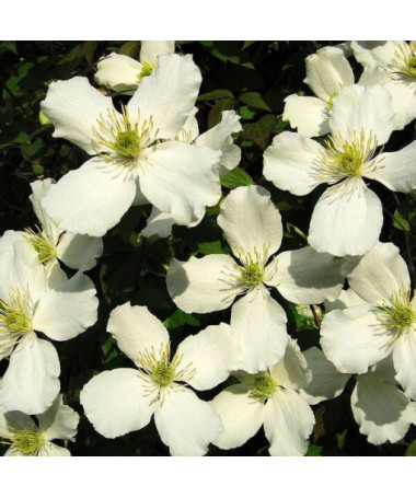 Clematis Montana Grandiflora (Berg) P9/C1