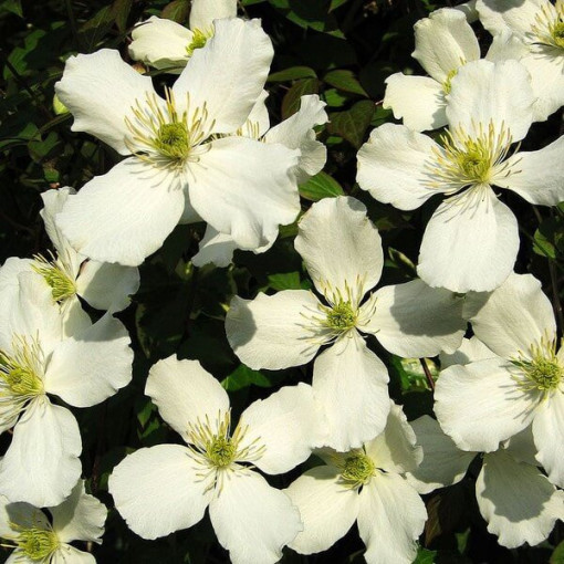 Clematis Montana Grandiflora (Berg) P9/C1
