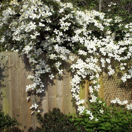 Clematis Montana Grandiflora (Berg) P9/C1
