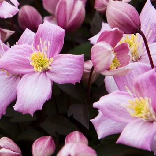 Clematis montana ‘Freda P9/C1