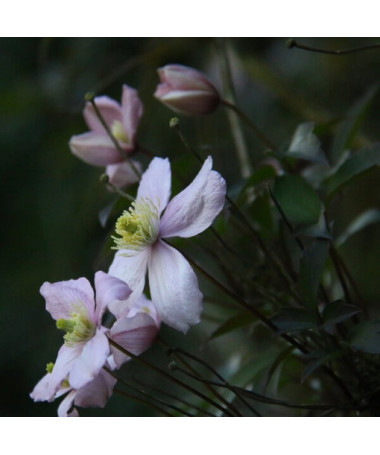 Clematis Montana Fragrant Spring Mayleen (Berg) P9/C1