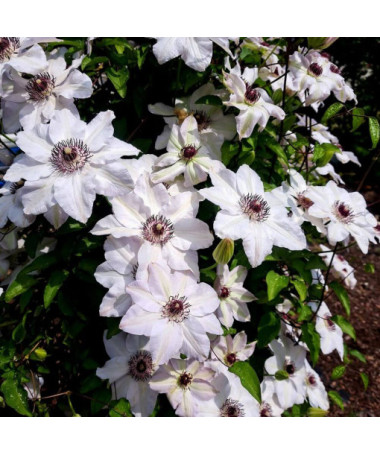 Clematis Miss Bateman P9/C1