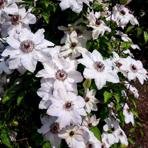 Clematis Miss Bateman P9/C1