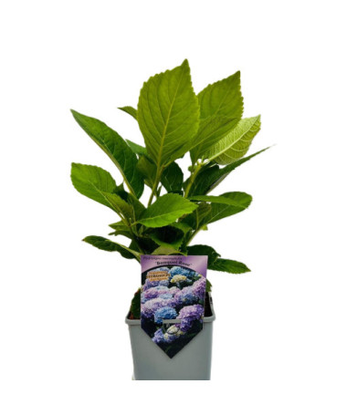 Gartenhortensie Bouquet Rose P9/C1