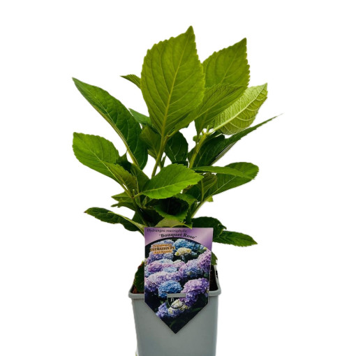 Gartenhortensie Bouquet Rose P9/C1