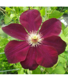Clematis Mazowsze (großblütig) P9/C1