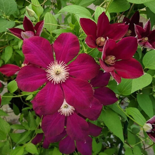 Clematis Mazowsze (großblütig) P9/C1