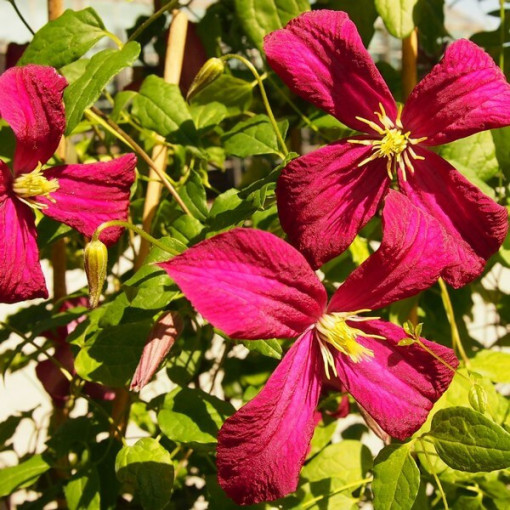 Clematis Madame Julia Correvon (viticella) P9/C1