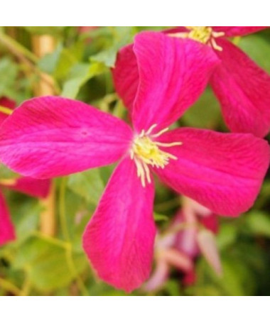 Clematis Madame Julia Correvon (viticella) P9/C1