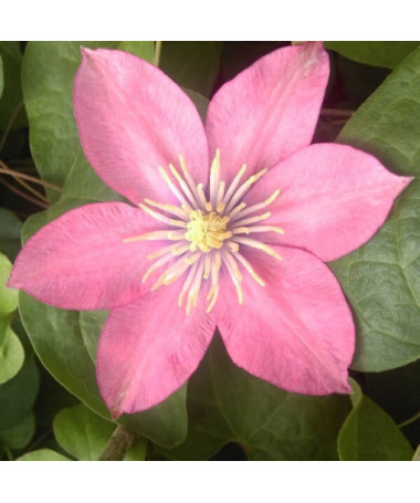 Clematis (großblütig) 'Little Mermaid' P9/C1