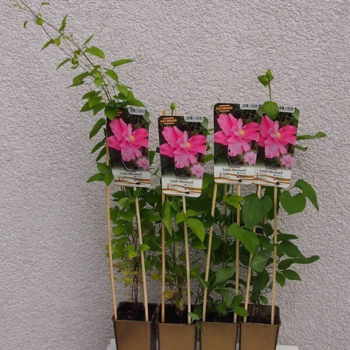 Clematis (großblütig) 'Little Mermaid' P9/C1