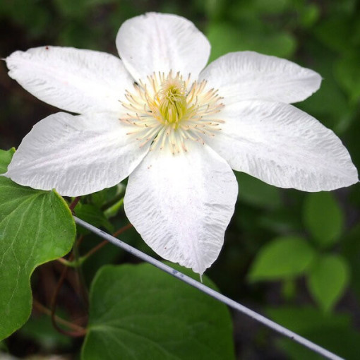 Clematis Lemon Chiffon (großblütig) P9/C1