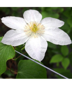 Clematis Lemon Chiffon (großblütig) P9/C1