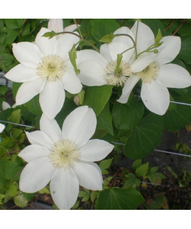Clematis Lemon Chiffon (großblütig) P9/C1