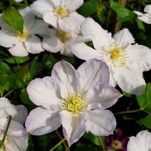Clematis Lemon Chiffon (großblütig) P9/C1