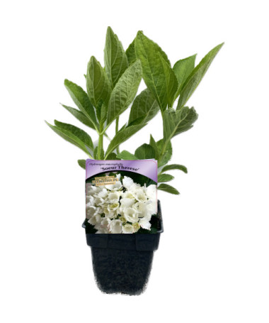 Gartenhortensie Soeur Therese P9/C1