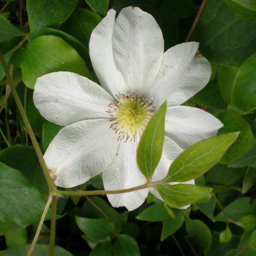 Clematis Lemon Chiffon (großblütig) P9/C1
