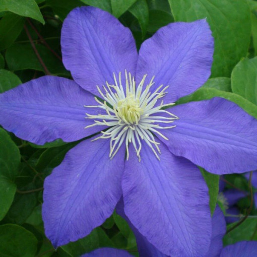 Clematis Lasurstern (großblütig) P9/C1