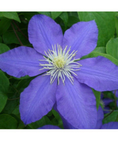 Clematis Lasurstern (großblütig) P9/C1