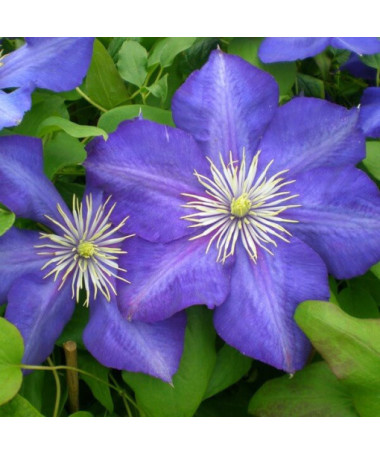 Clematis Lasurstern (großblütig) P9/C1
