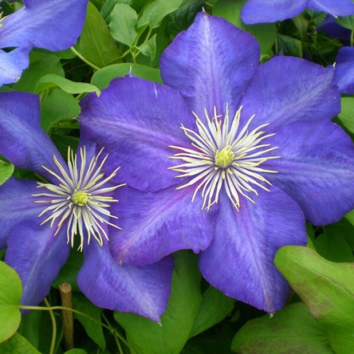Clematis Lasurstern (großblütig) P9/C1