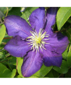 Clematis Lady Betty Balfour (großblumig) P9/C1