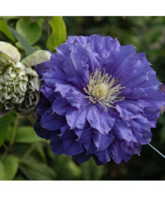 Clematis Kiri Te Kanawa (großblumig) GEFÜLLT P9/C1