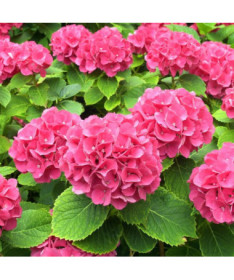 Gartenhortensie Alpengluhen P9/C1