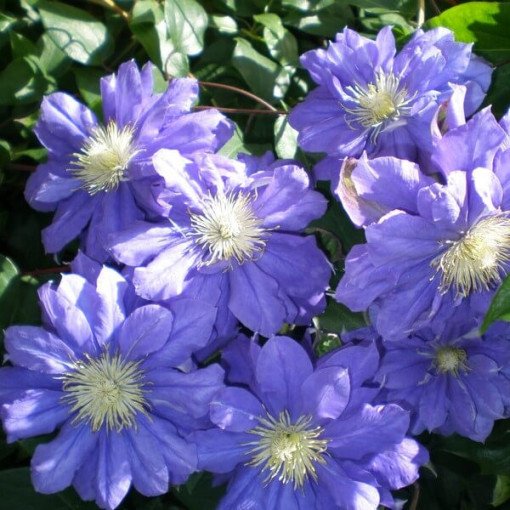 Clematis Kiri Te Kanawa (großblumig) GEFÜLLT P9/C1