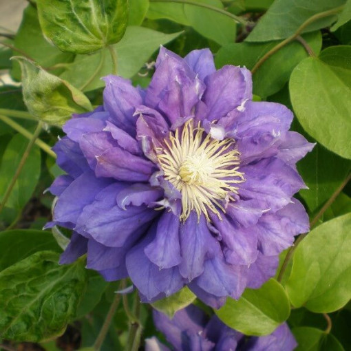 Clematis Kiri Te Kanawa (großblumig) GEFÜLLT P9/C1