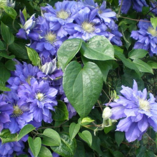 Clematis Kiri Te Kanawa (großblumig) GEFÜLLT P9/C1