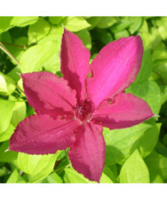Clematis Kardinal Wyszyński (großblumig) P9/C1