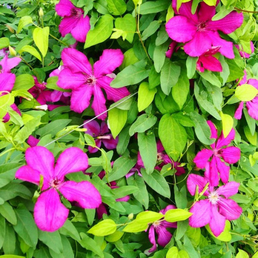 Clematis Kardinal Wyszyński (großblumig) P9/C1