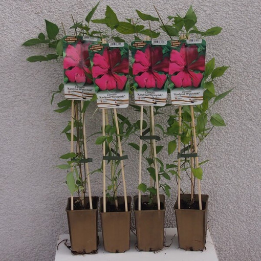 Clematis Kardinal Wyszyński (großblumig) P9/C1