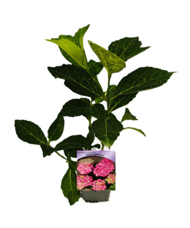 Gartenhortensie Alpengluhen P9/C1
