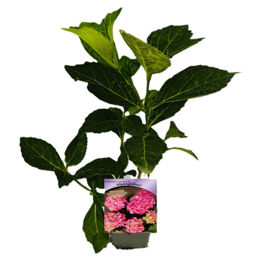 Gartenhortensie Alpengluhen P9/C1