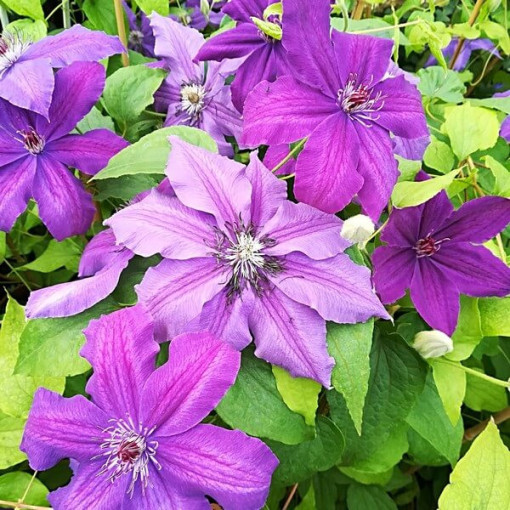 Clematis Kacper (großblumig) P9/C1