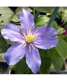 Clematis Justa (großblumig) P9/C1