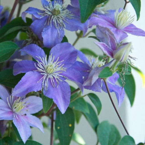 Clematis Justa (großblumig) P9/C1