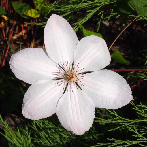 Clematis Johannes Paul II (großblumig) P9/C1