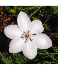 Clematis Johannes Paul II (großblumig) P9/C1