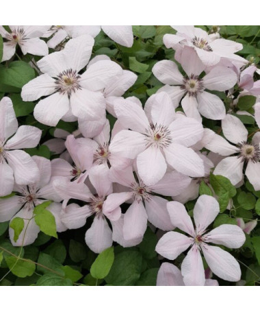 Clematis Johannes Paul II (großblumig) P9/C1