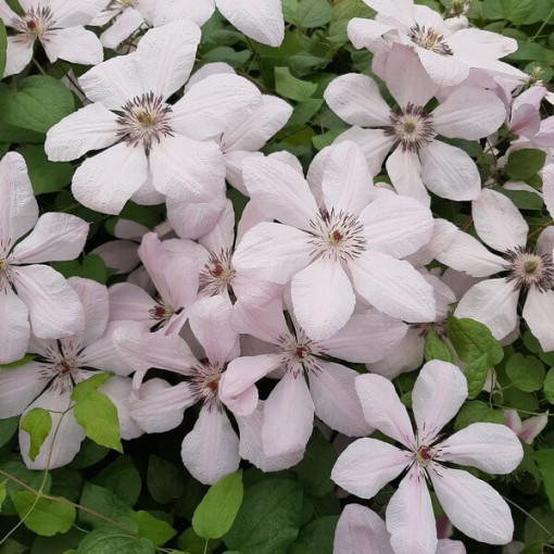 Clematis Johannes Paul II (großblumig) P9/C1
